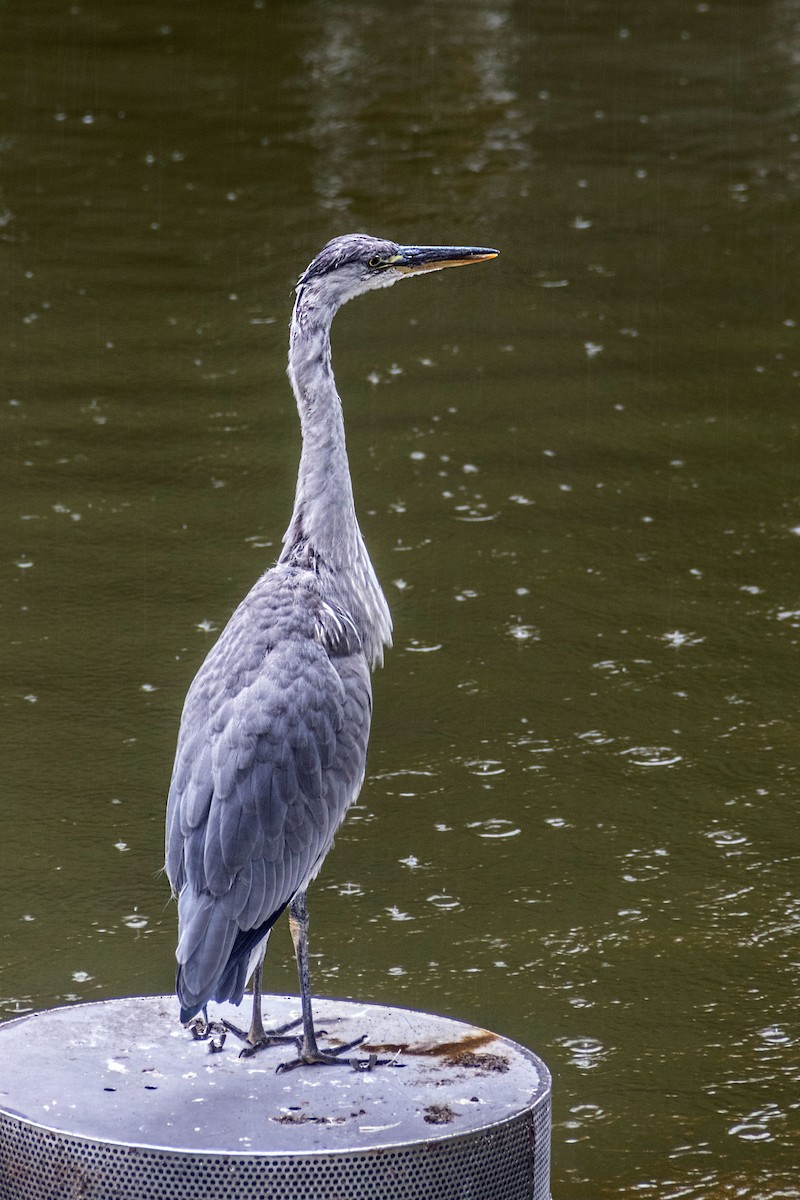 Gray Heron - Ido Ben-Itzhak