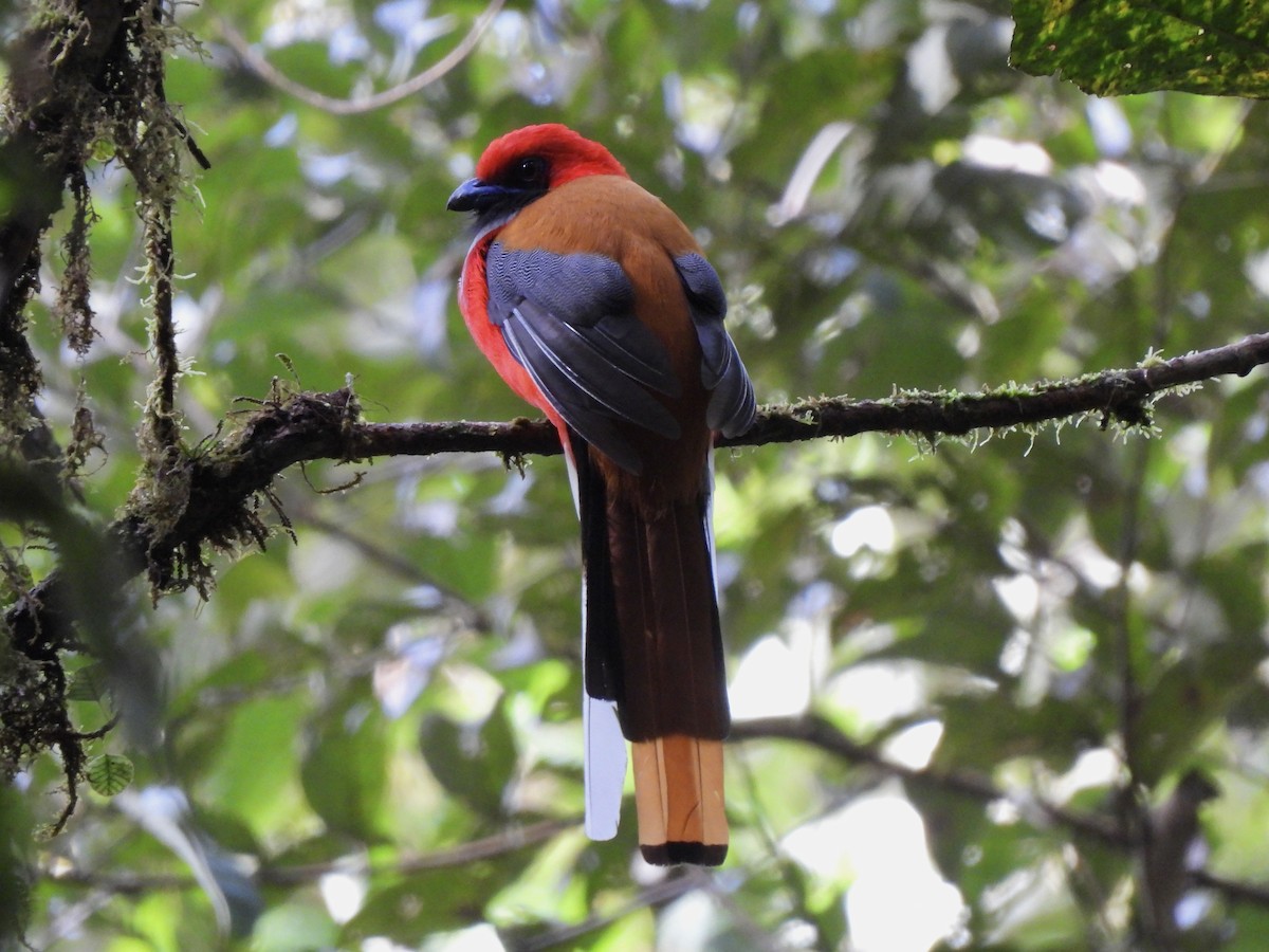 Whitehead's Trogon - ML621745144