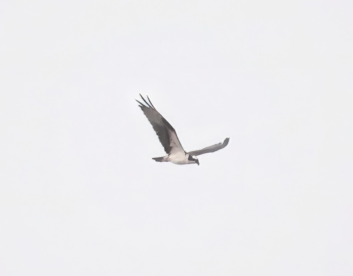 Osprey - ML621745176