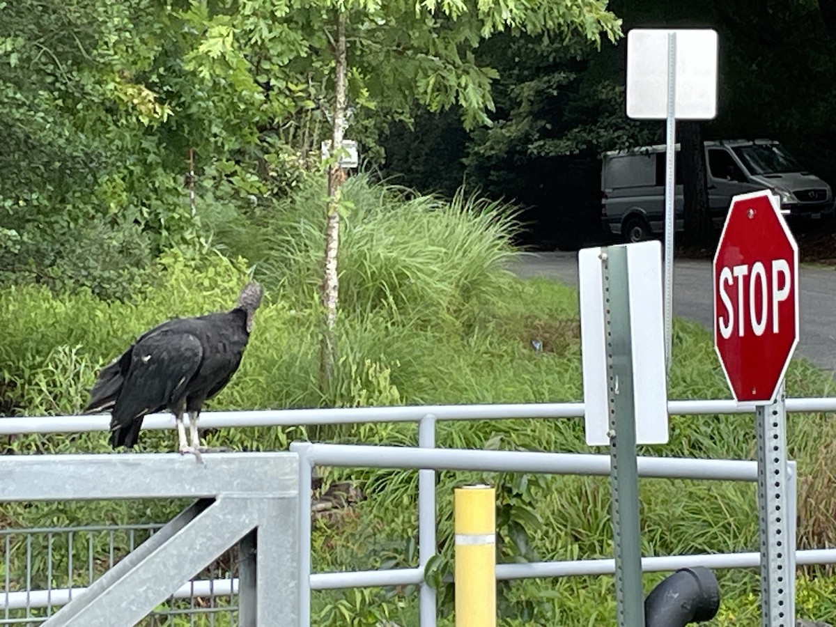 Black Vulture - ML621745177