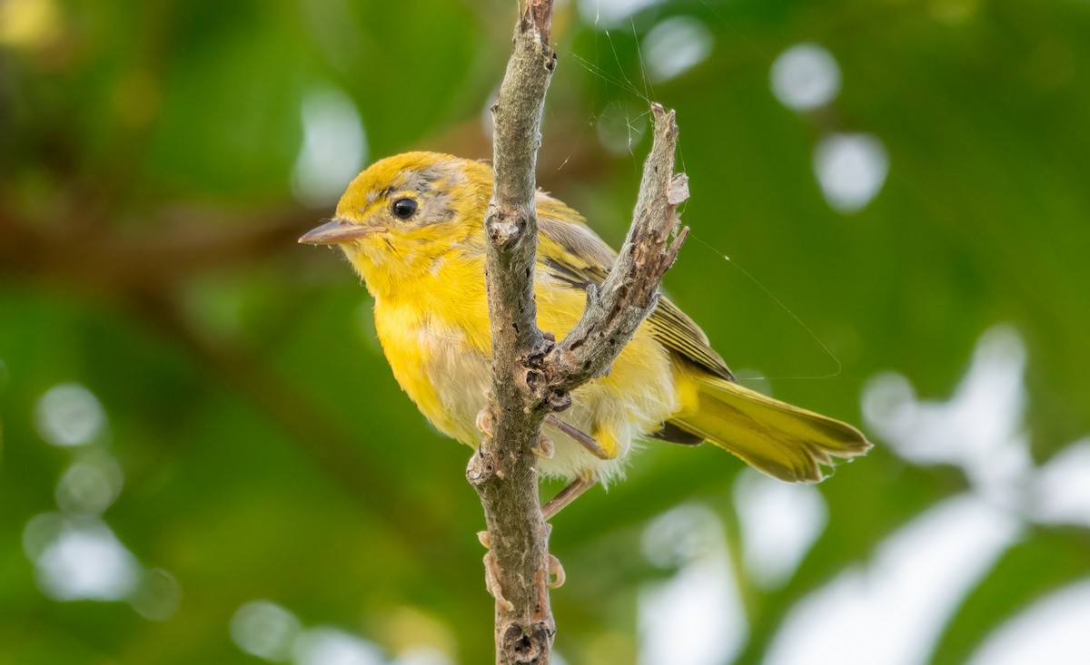 Yellow Warbler - ML621745192