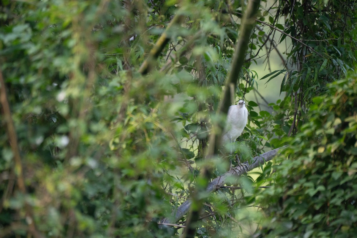 Little Egret - ML621745235