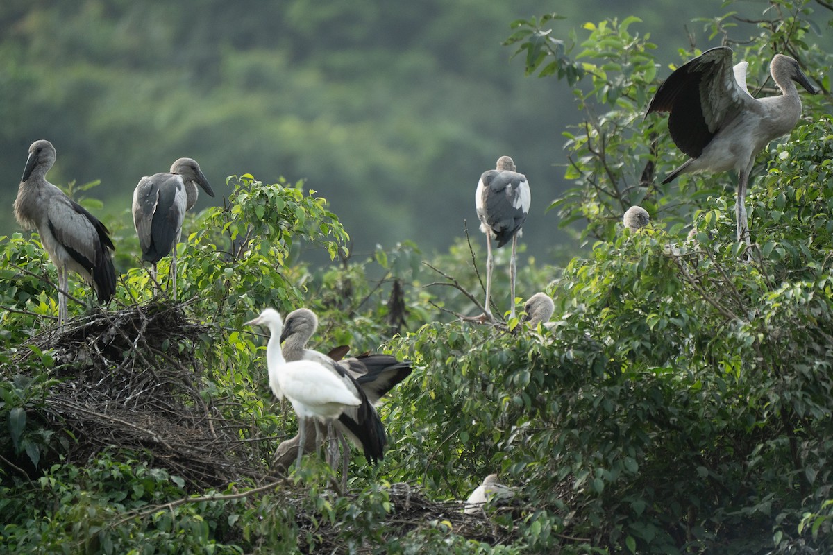 Little Egret - ML621745238