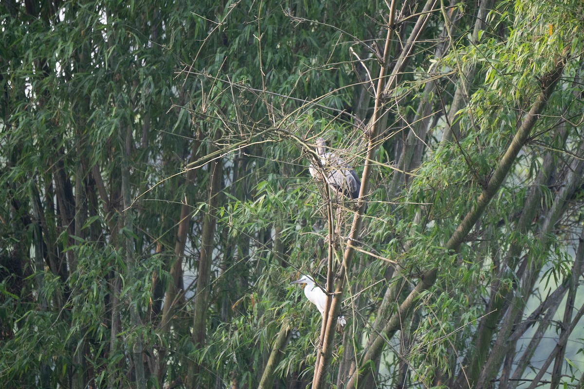 Little Egret - ML621745239