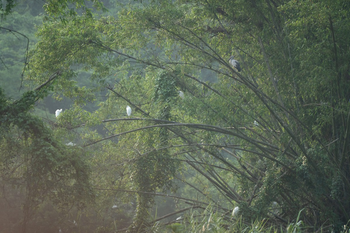 Little Egret - ML621745240