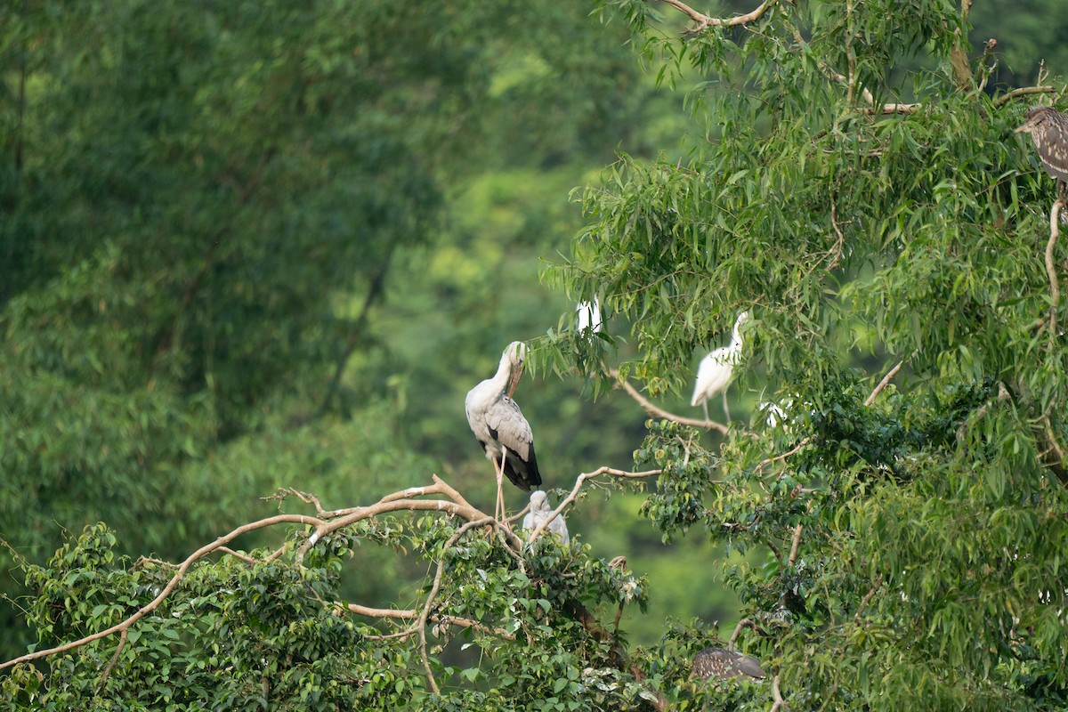 Little Egret - ML621745245