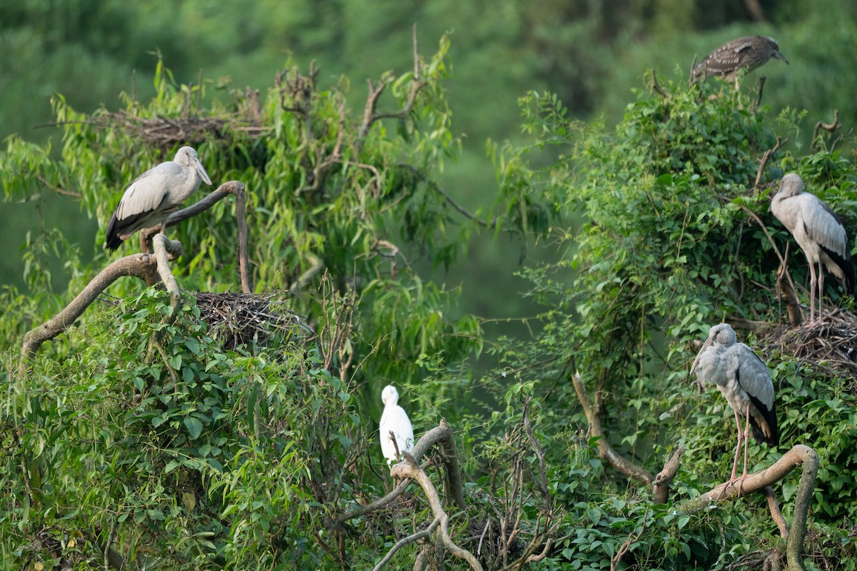 Little Egret - ML621745247