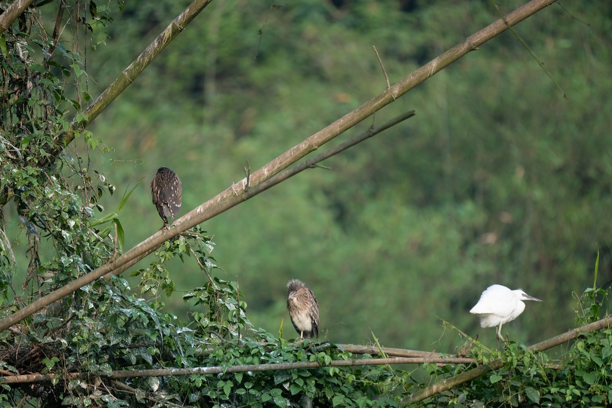 Little Egret - ML621745248