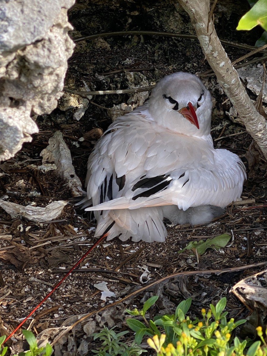 Red-tailed Tropicbird - ML621745307