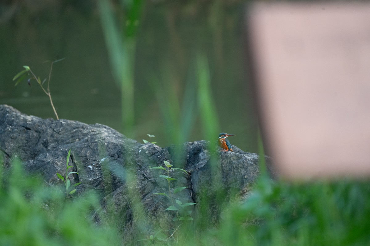 Common Kingfisher - ML621745323