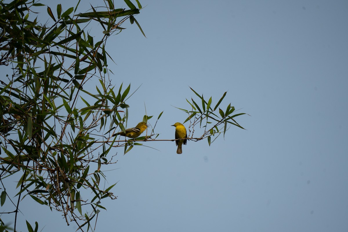 Common Iora - ML621745327