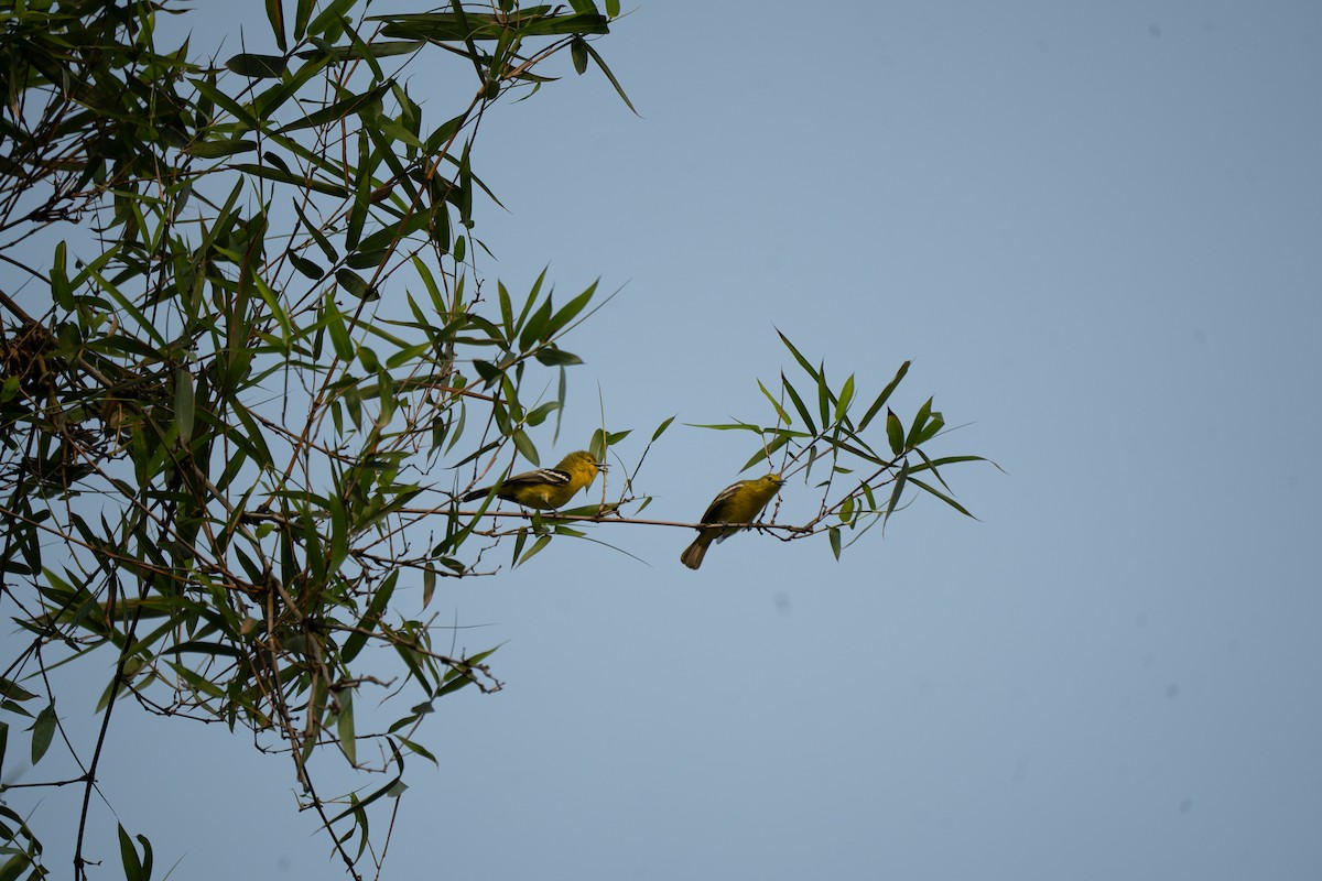 Common Iora - ML621745328