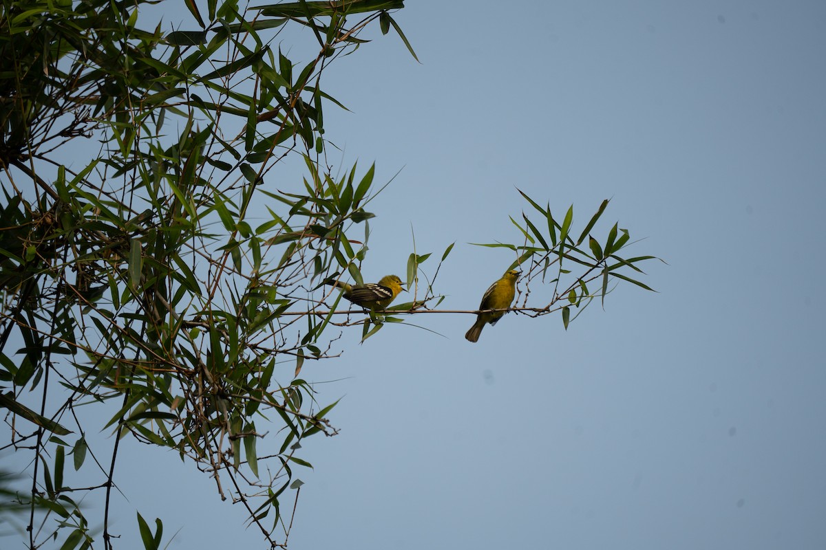 Common Iora - Dindo Karl Mari Malonzo