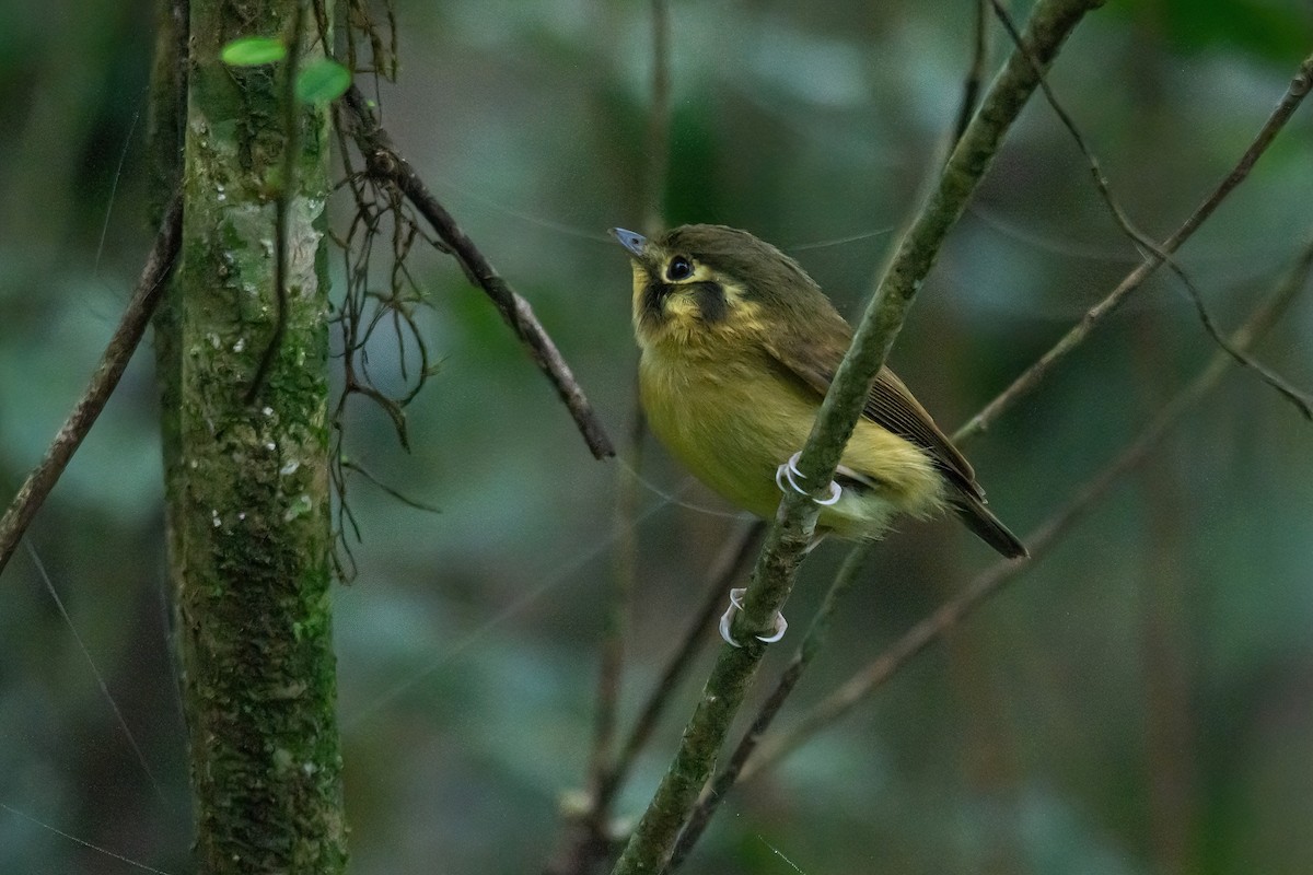 White-throated Spadebill - ML621745333