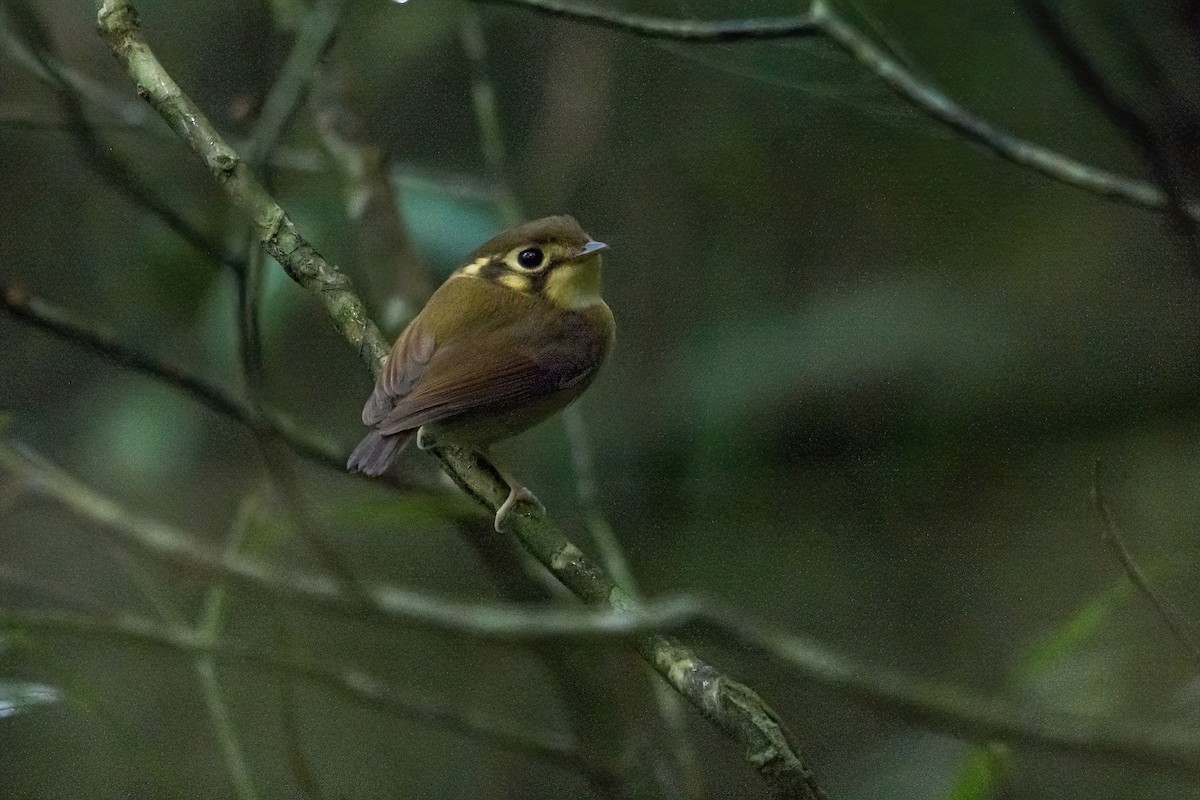 White-throated Spadebill - ML621745334