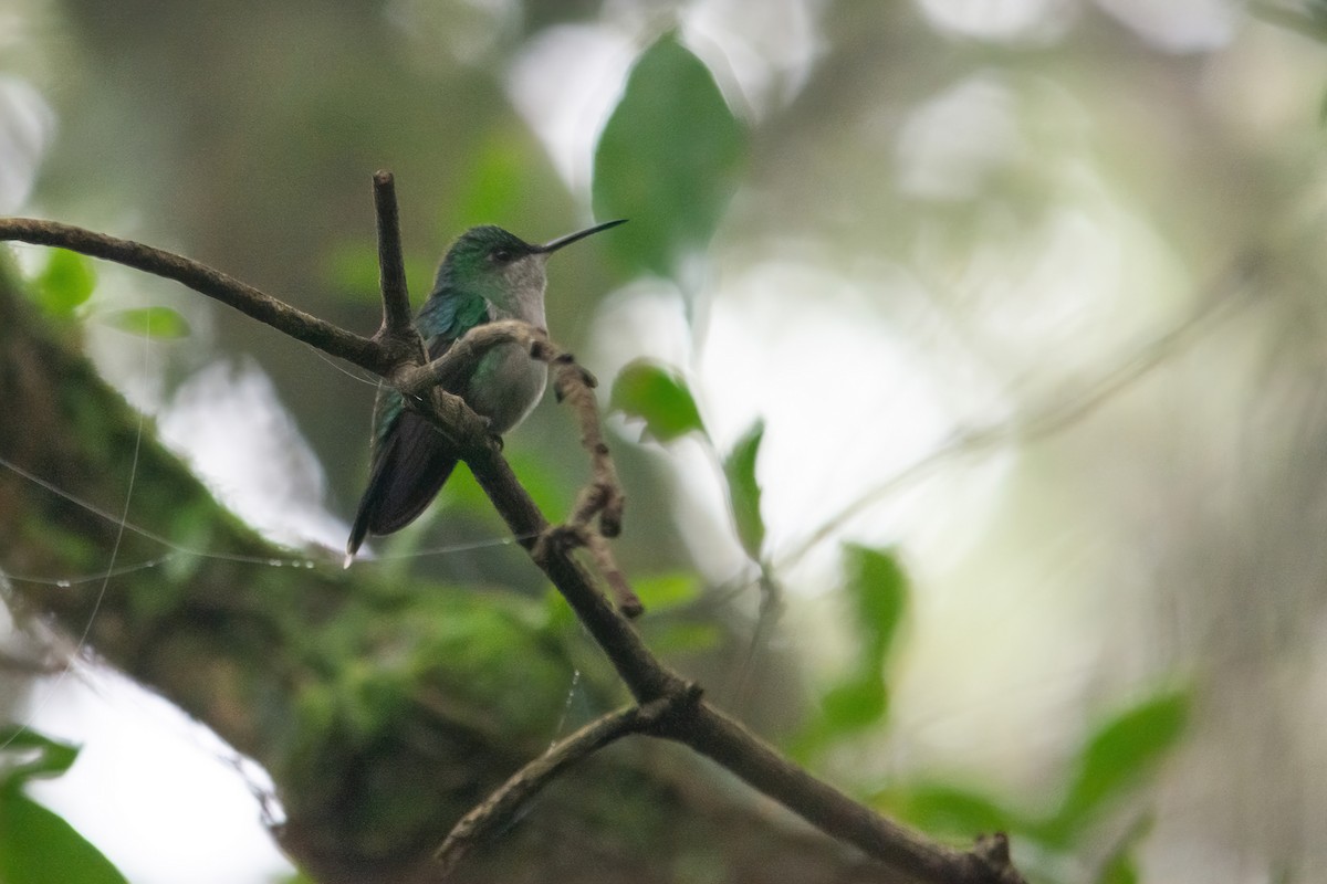 Violet-capped Woodnymph - ML621745340