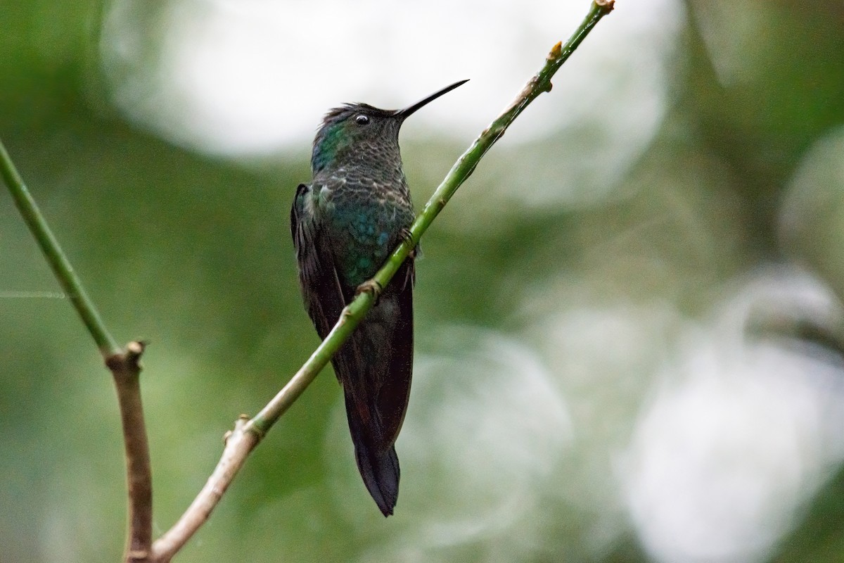 Violet-capped Woodnymph - ML621745341
