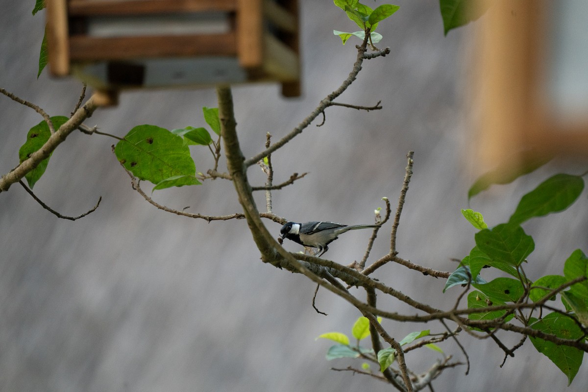 Japanese Tit - Dindo Karl Mari Malonzo