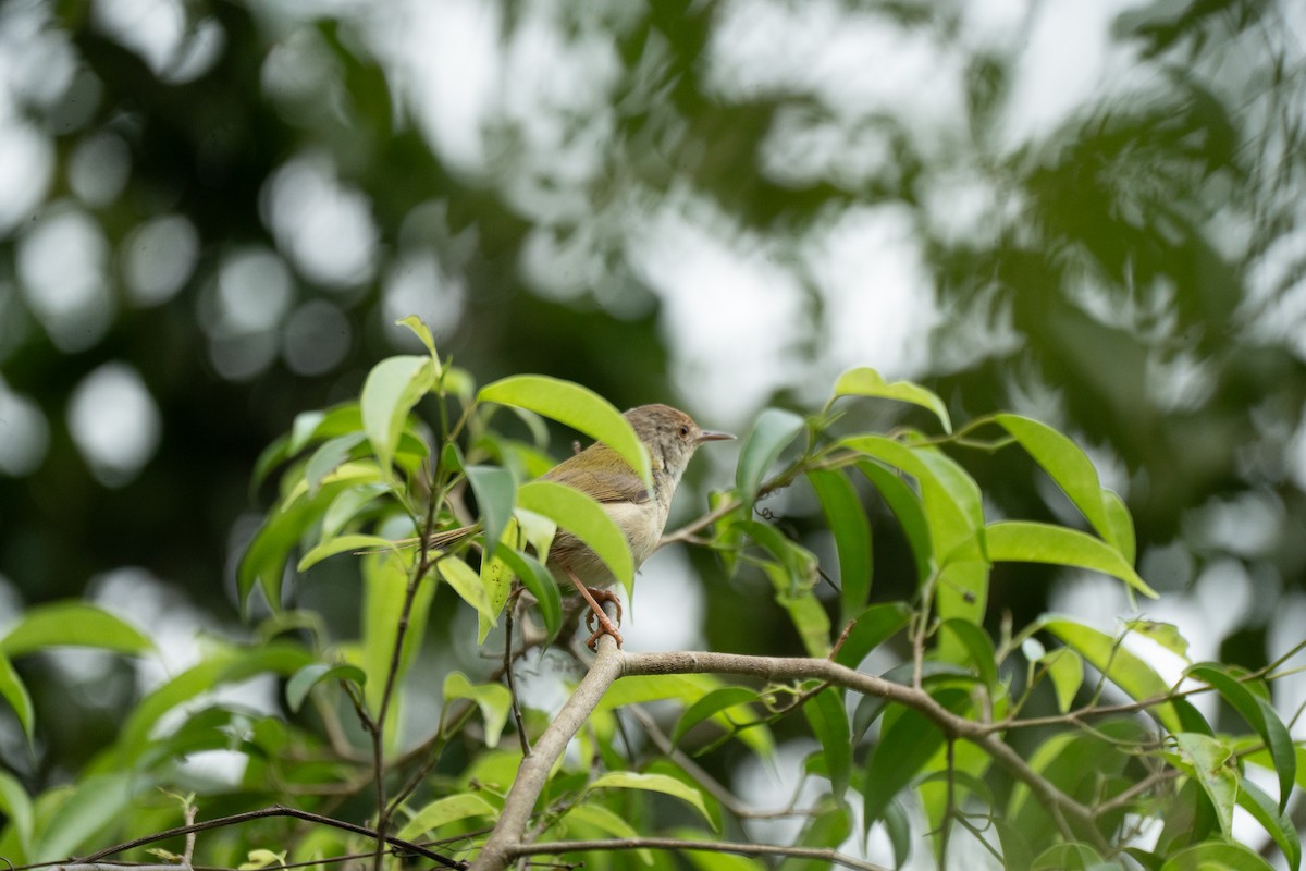 Common Tailorbird - Dindo Karl Mari Malonzo