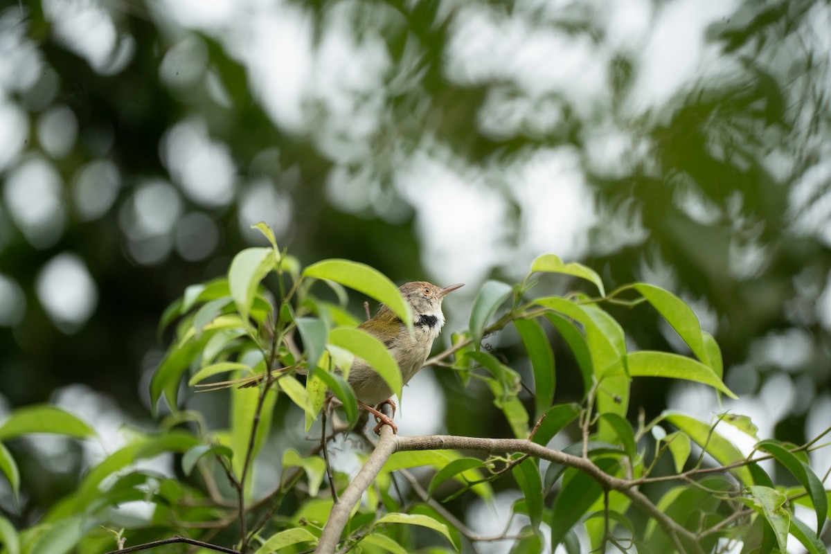 Common Tailorbird - ML621745349