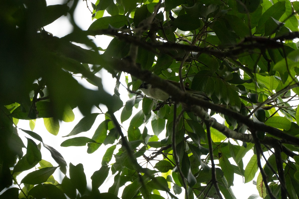 Light-vented Bulbul - Dindo Karl Mari Malonzo