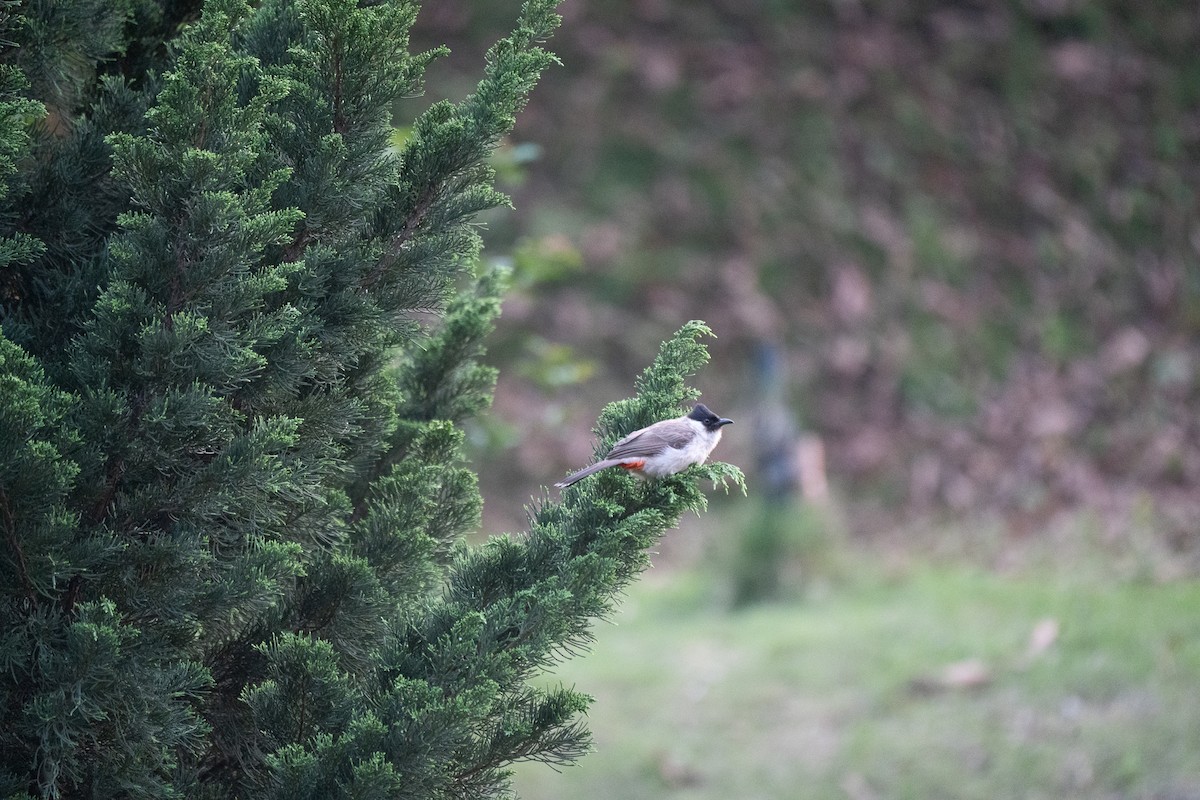 Sooty-headed Bulbul - ML621745389