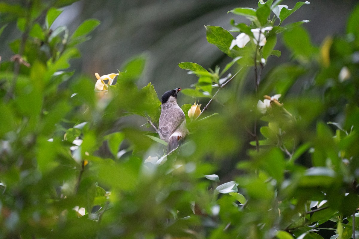 Sooty-headed Bulbul - ML621745390