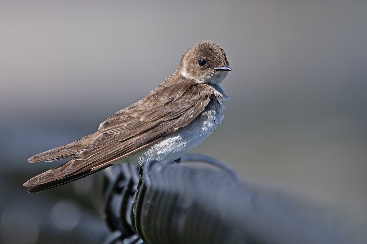 Northern Rough-winged Swallow - ML621745402