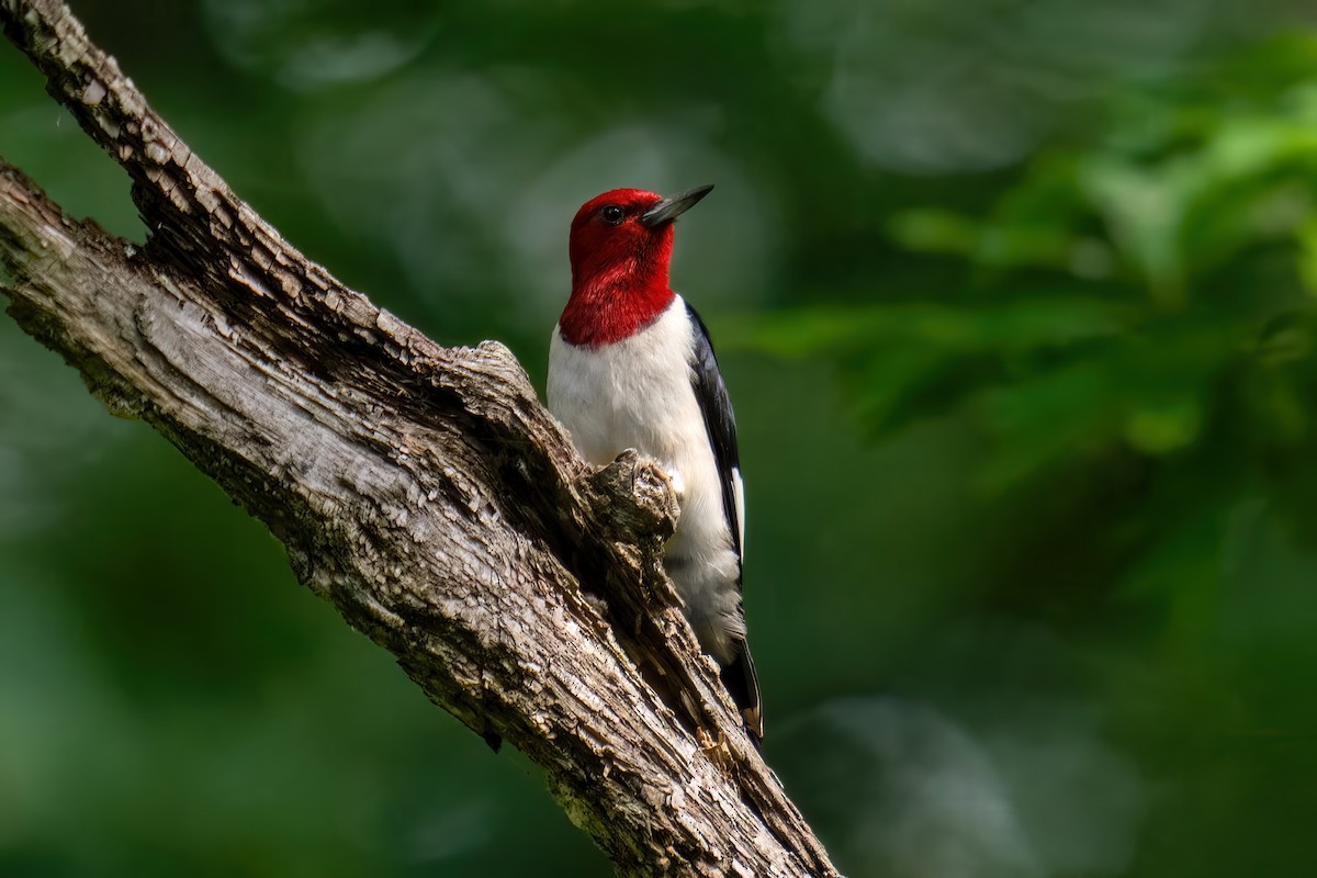 Red-headed Woodpecker - ML621745424