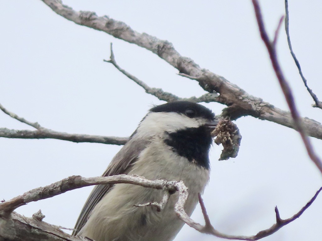 Carolina Chickadee - ML621745432