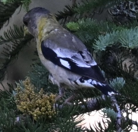 Evening Grosbeak - ML621745447