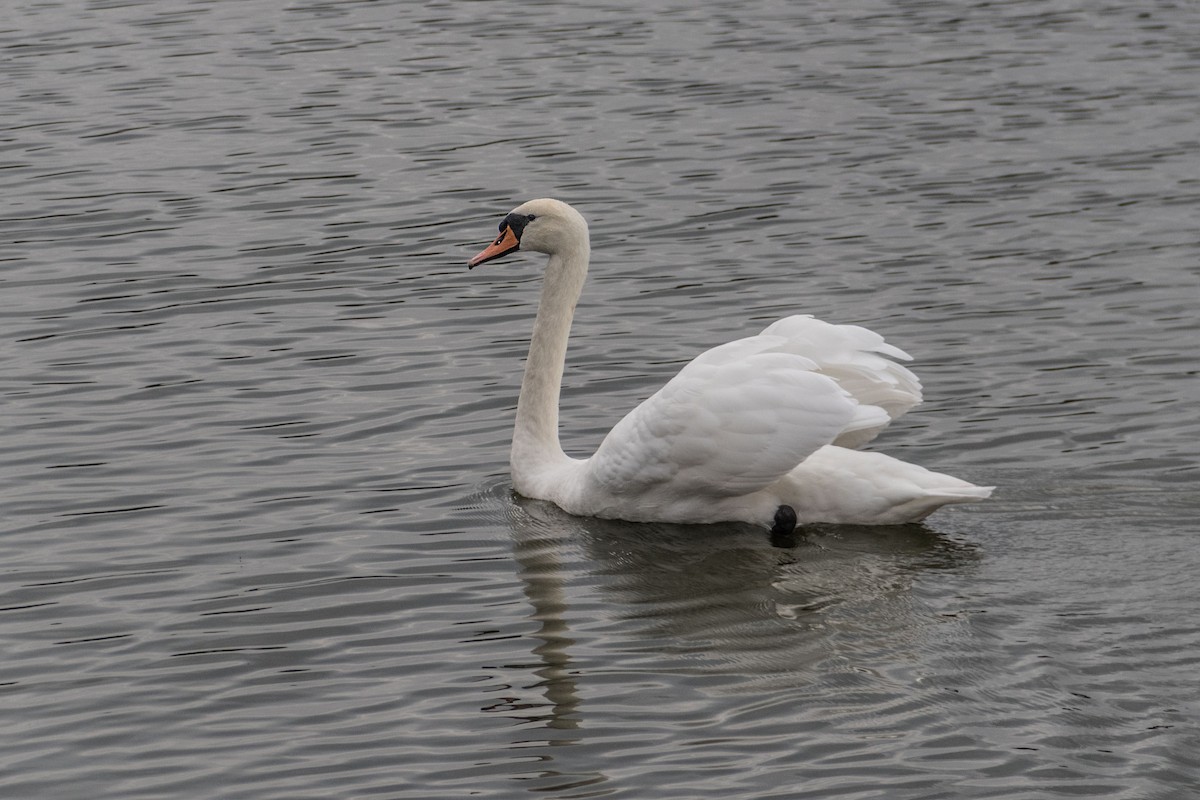 Mute Swan - ML621745459