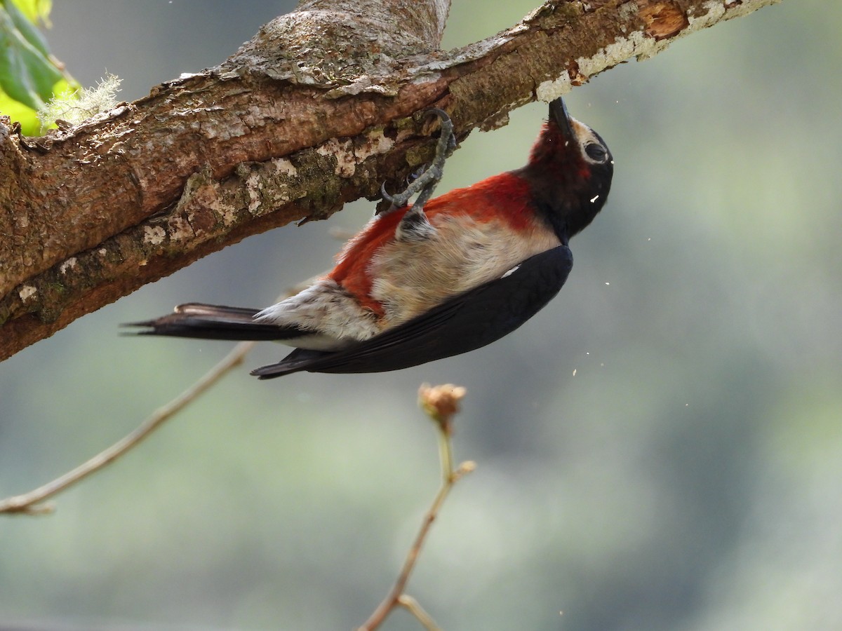 Puerto Rican Woodpecker - ML621745552