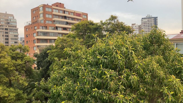 Gray-hooded Sierra Finch - ML621745553