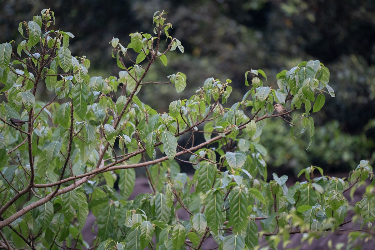 Two-barred Warbler - ML621745600