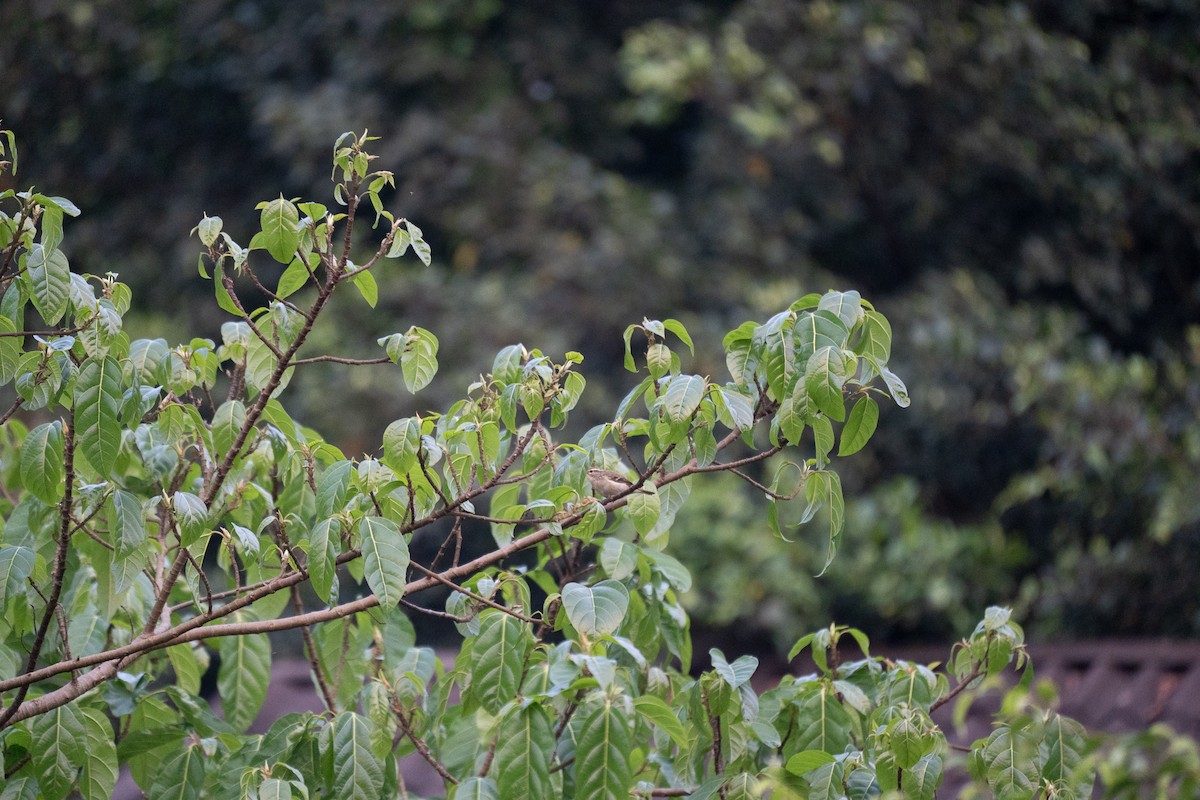 Two-barred Warbler - ML621745601