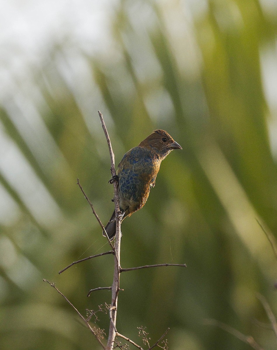 Indigo Bunting - ML621745607