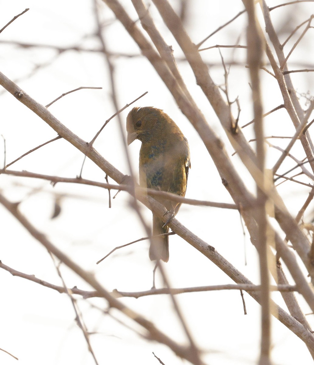 Indigo Bunting - ML621745608