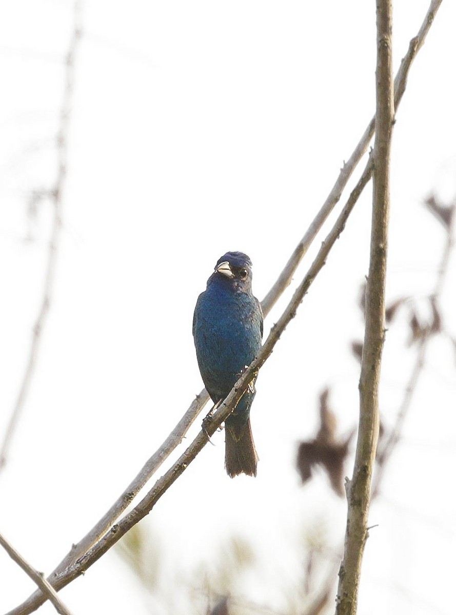 Indigo Bunting - ML621745609