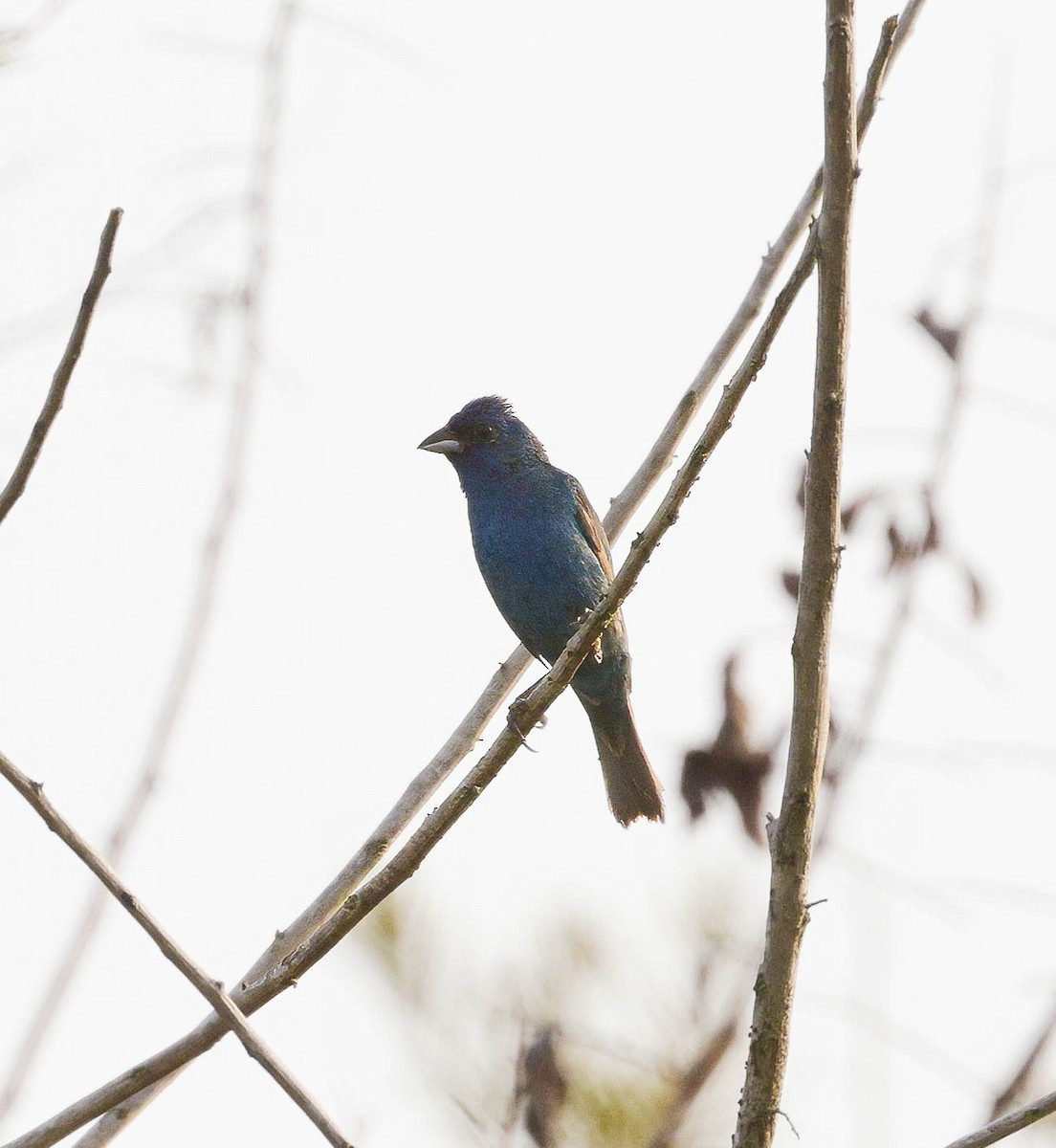 Indigo Bunting - ML621745610