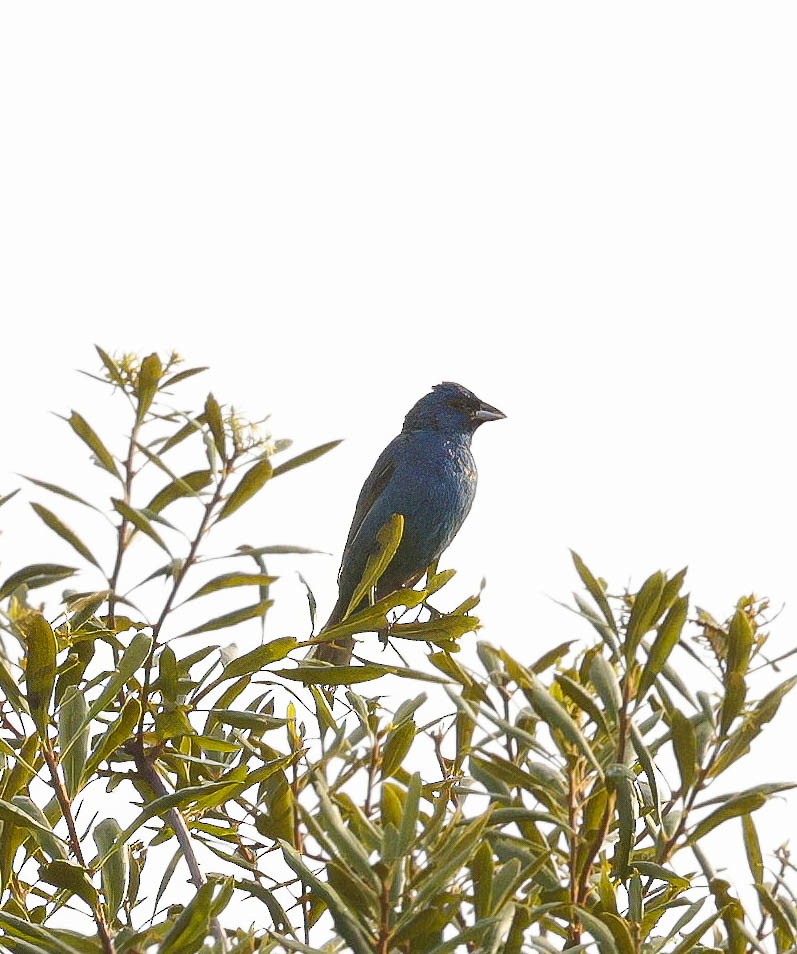 Indigo Bunting - ML621745611