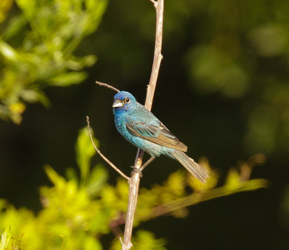 Indigo Bunting - ML621745612