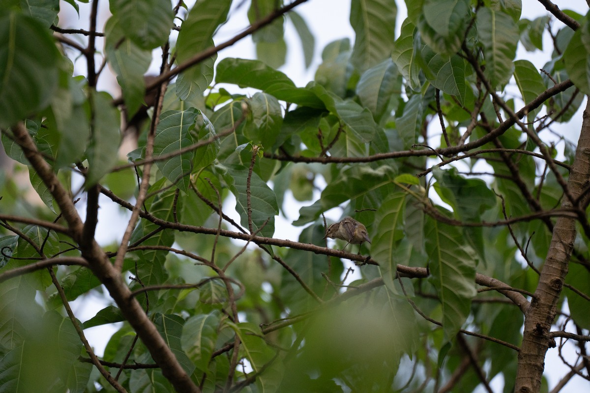 Blyth's Leaf Warbler - ML621745618