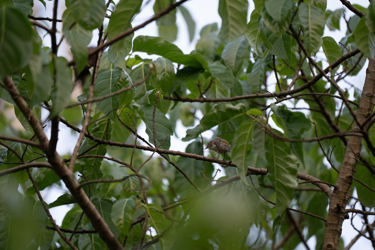 Blyth's Leaf Warbler - ML621745619