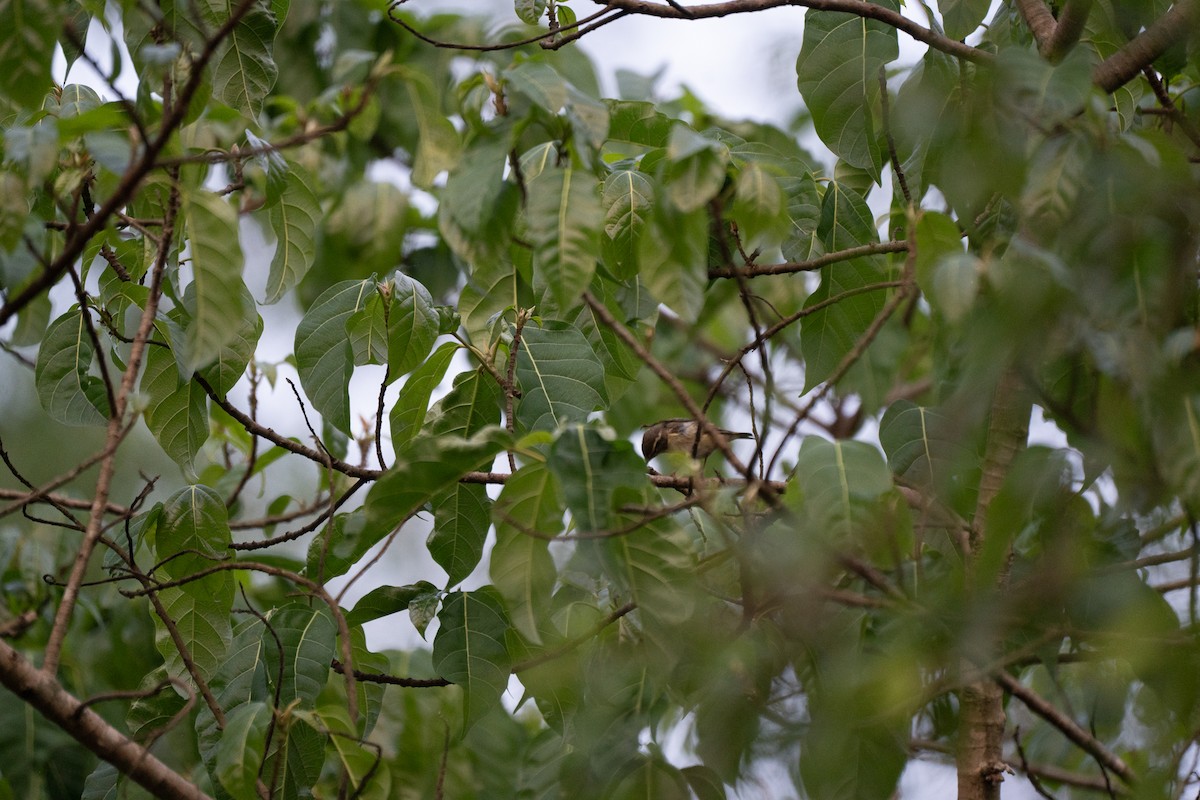 Blyth's Leaf Warbler - ML621745620