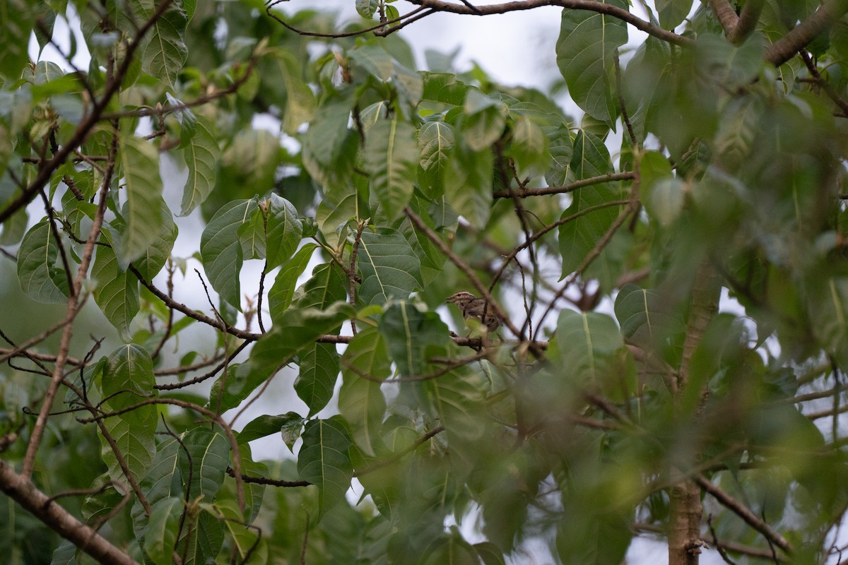 Blyth's Leaf Warbler - ML621745621