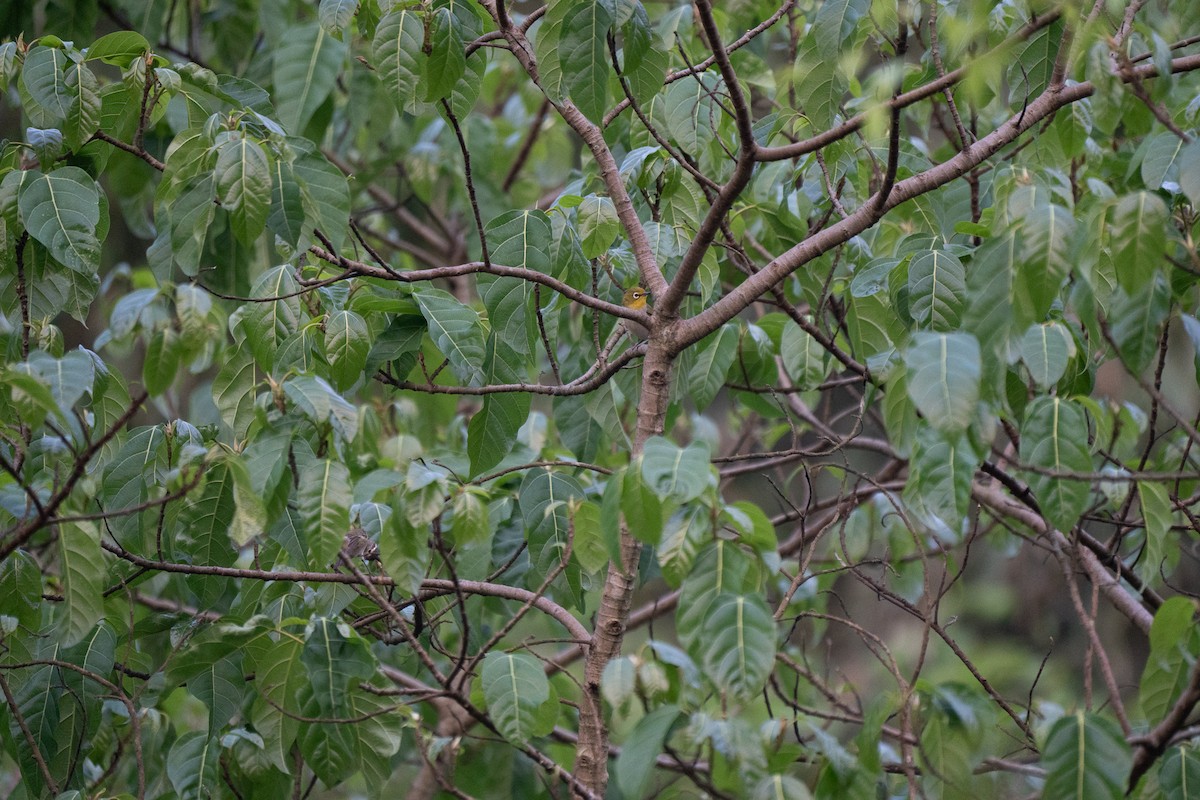 Indian White-eye - ML621745623