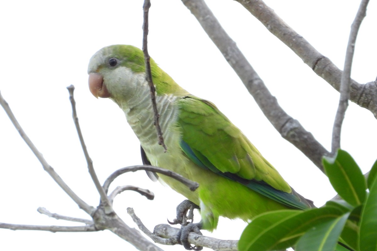 Monk Parakeet - ML621745649