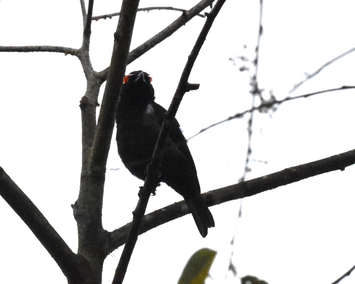 Scarlet-browed Tanager - ML621745725