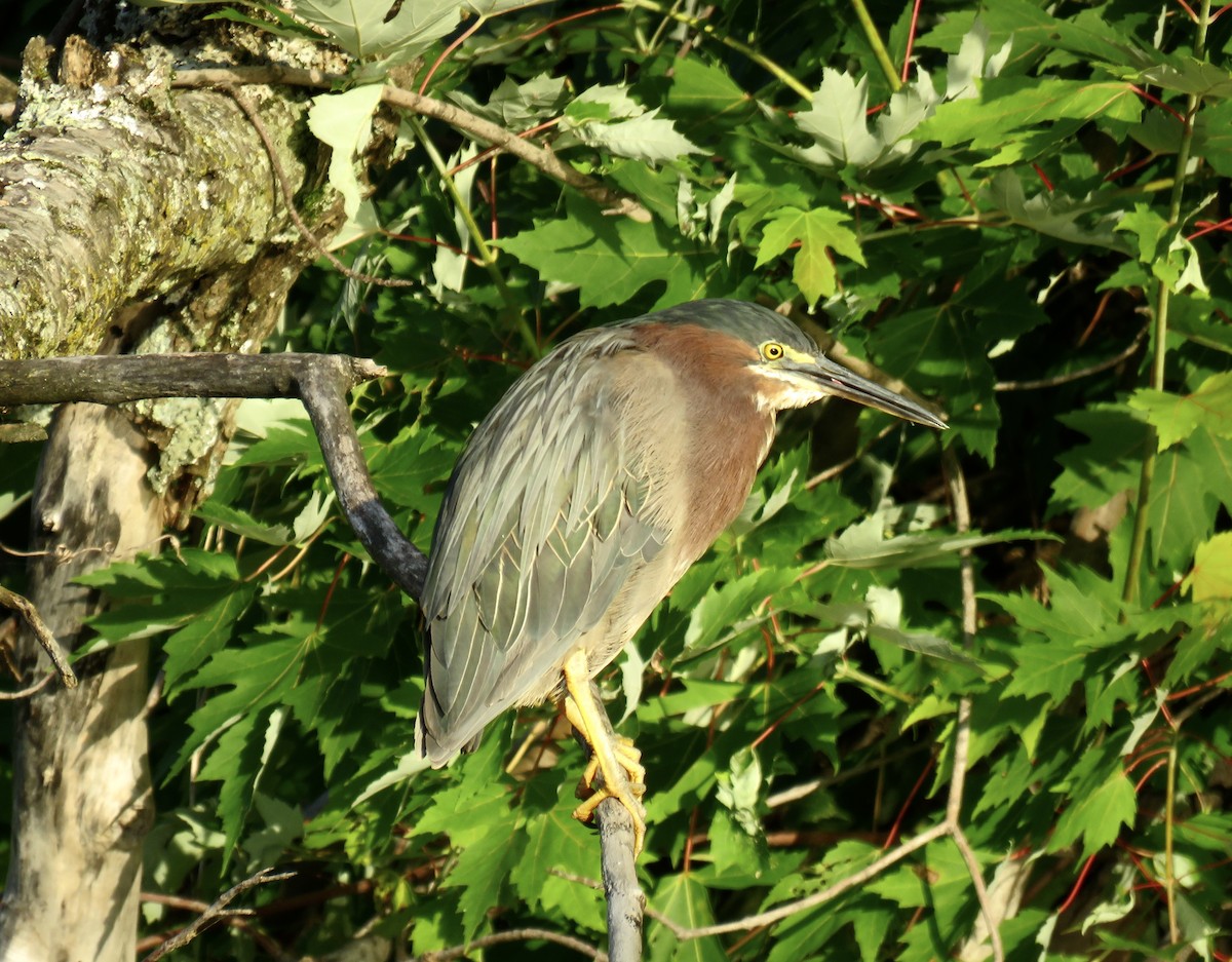 Green Heron - ML621745771
